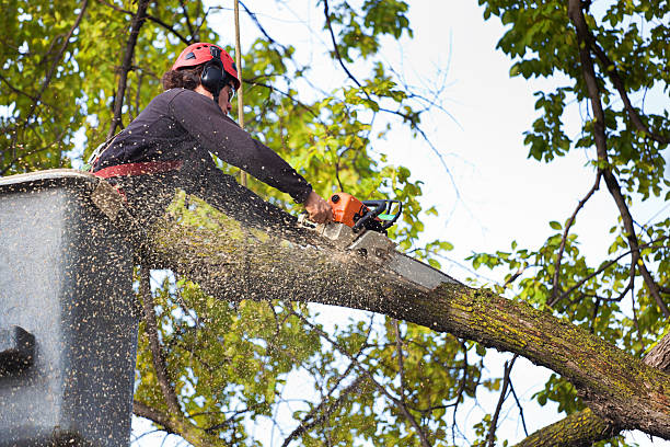 Reliable Parkwood, WA  Tree Services Solutions